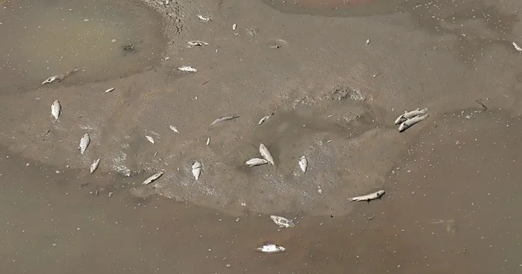 Yeşilırmak’ta oksijen tükendi, balıklar ölüyor