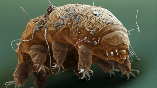 Dünyanın en dayanıklı canlısı: Tardigrad