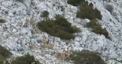 Muğla’da yaban keçileri görüntülendi