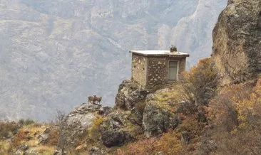 Kaçak avcı kulübeleri yıkıldı #erzincan Kaçak avcı kulübeleri yıkıldı #erzincan