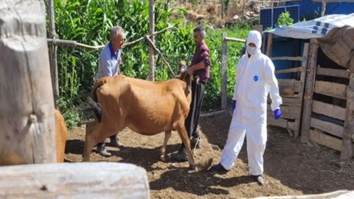 Adana'da şarbon hastalığı görüldü: Aşılama çalışması başladı!