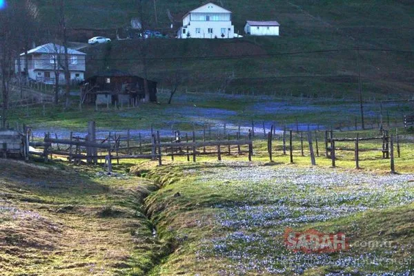 'Mor yayla'ya ziyaretçi akını