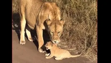 Aslan da olsa önce anne! Bu video milyonlarca kez izlendi: Yavrusuna tepkisi kalpleri ısıtıyor...