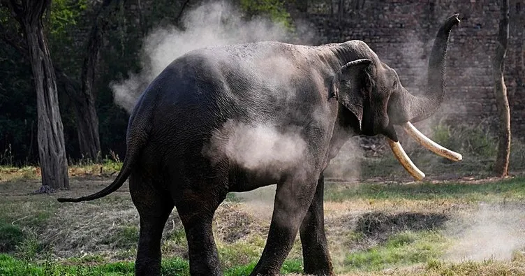 Hindistan’da fil saldırısı can aldı