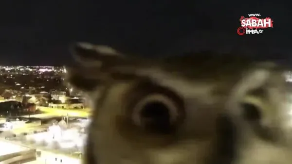 Meraklı baykuş gözlem kamerasını saniye saniye inceledi | Video