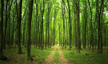 TEMA’dan ağaç ayrımcılığı