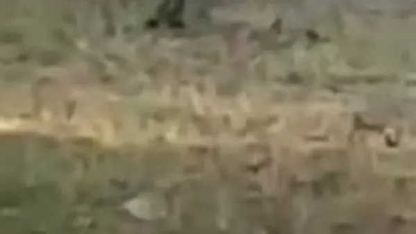 Muğla'da domuzlar kampa indi | Video