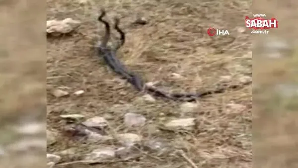 Diyarbakır’da yılanların çılgın dansı kamerada | Video