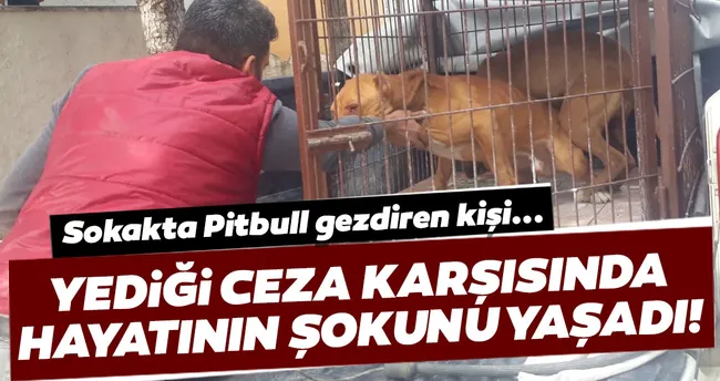 pitbull gezdiren kisiye 19 bin lira