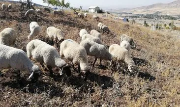 Dolandırıcılar hayvan besicilerini hedef aldı: 181 hayvanı alıp ortadan kayboldular #cankiri