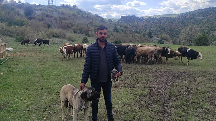 Yozgat’ta çekilen görüntülere tepki yağmıştı! O köpeğin sahibi konuştu: Can güvenliğim yok!