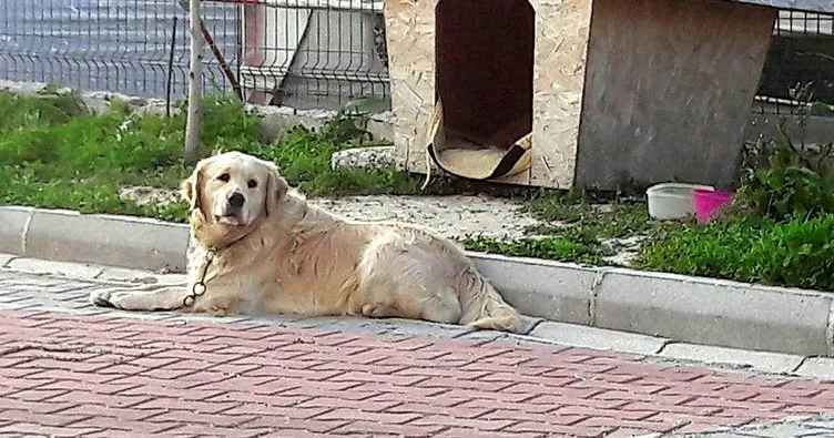 Antalya’da üç köpek zehirlenerek öldürüldü
