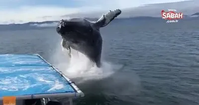 Dev balinayı ilk kez bu kadar yakından gördüler!