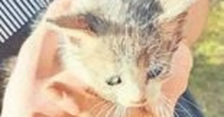 Su borusuna sıkışan kediyi itfaiye kurtardı