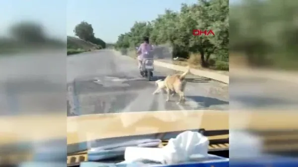 Mersin'de köpeğe işkence! Elektrikli bisikletinin arkasına bağlayıp sürükledi...