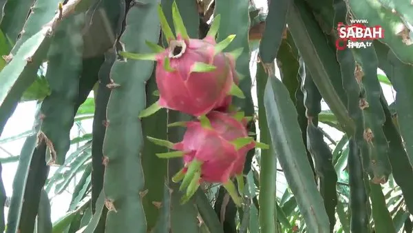 Babası için ejder meyvesi yetiştirdi, şimdi ihraç ediyor | Video