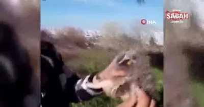 Yaralı yavru baykuşu kurtardı, etle besledi | Video
