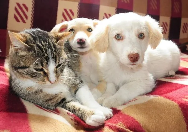 Kedi ile köpeğin dostluğu