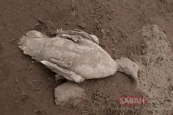 Korkunç görüntüler ortaya çıktı