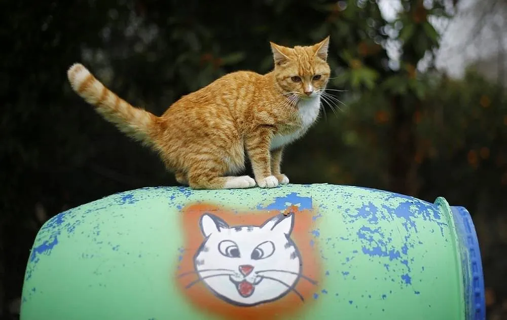 �Mandıra Filozofu�ndan etkilendi, kedi köyü kurdu FotoHaber Yaşam