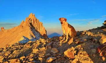 Yiyecek veren dağcıların peşine takılan köpek Erciyes’in zirvesine çıktı #kayseri