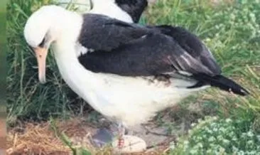 En yaşlı albatros 37. kez anne
