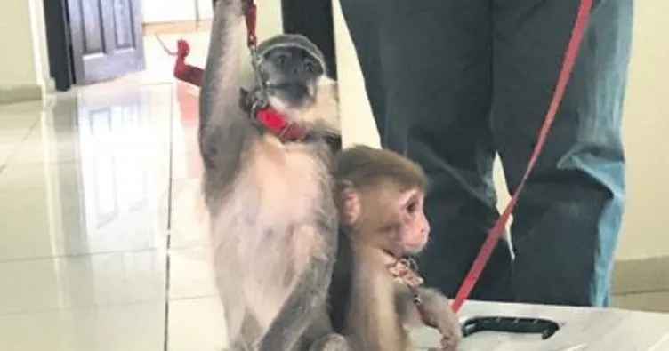 İnternetten maymun satışına operasyon