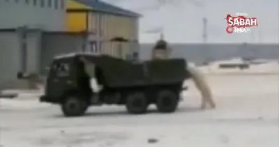 Rusya’da şantiyelere inen kutup ayıları paniğe neden oldu | Video