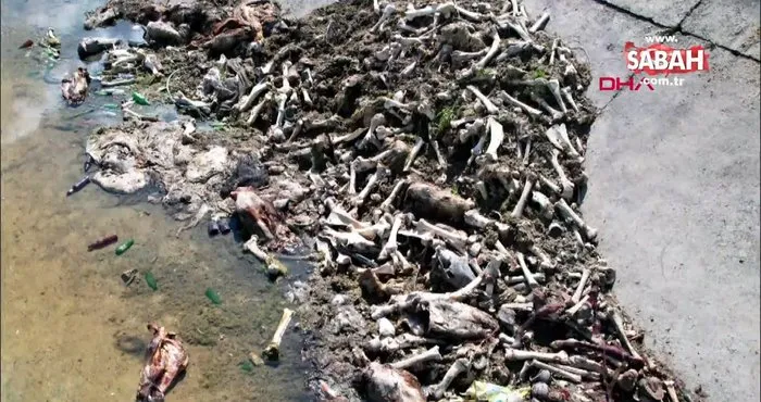 Adana’da iğrenç görüntü! Sulama kanalında kesilmiş at ve eşek eti kalıntıları bulundu | Video