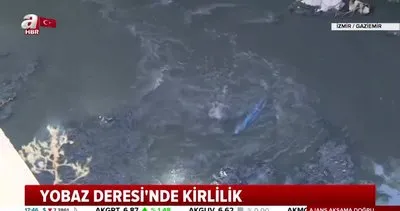 İzmir’de çevre felaketi yaşanıyor | Video
