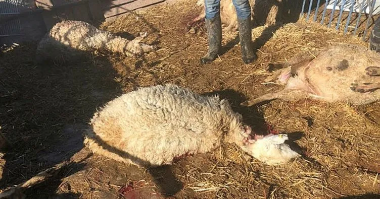 Aksaray’da kurt saldırısı! 17 koyun telef oldu
