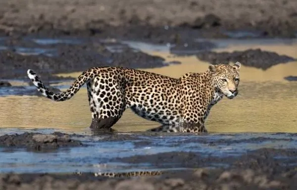 Leoparın avı!