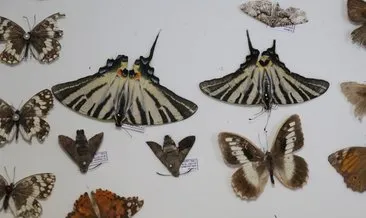 Böcek Müzesi’ne yeni türler kazandırılıyor