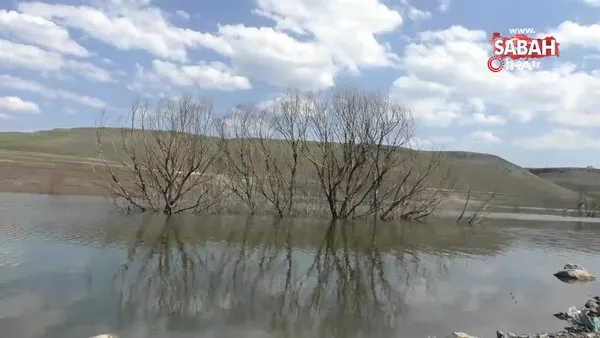 Baraj suyu çekildi, ağaçlar ortaya çıktı | Video