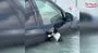 Dubai’de selde mahsur kalan kedi, aracın kapısına tutunarak yardım bekledi | Video