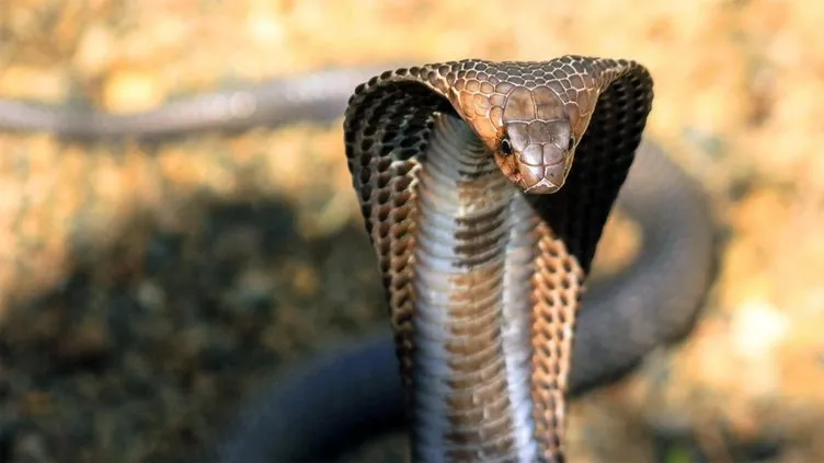 Dünyanın en tehlikeli yılanı kral kobra İngiliz adama beklemediği anda saldırdı: Sonrası korkunç