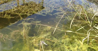 Göllerde çürüme tehlikesi! 4 kat arttı...Yaşamı yok ediyor