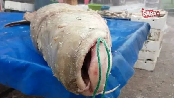 Erzincan'da yakalanan dev turna balığı görenleri şaşkına çevirdi | Video