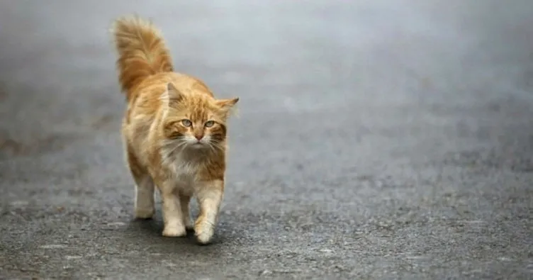 Polonya bilim enstitüsü evcil kedileri istilacı yabancı tür dedi