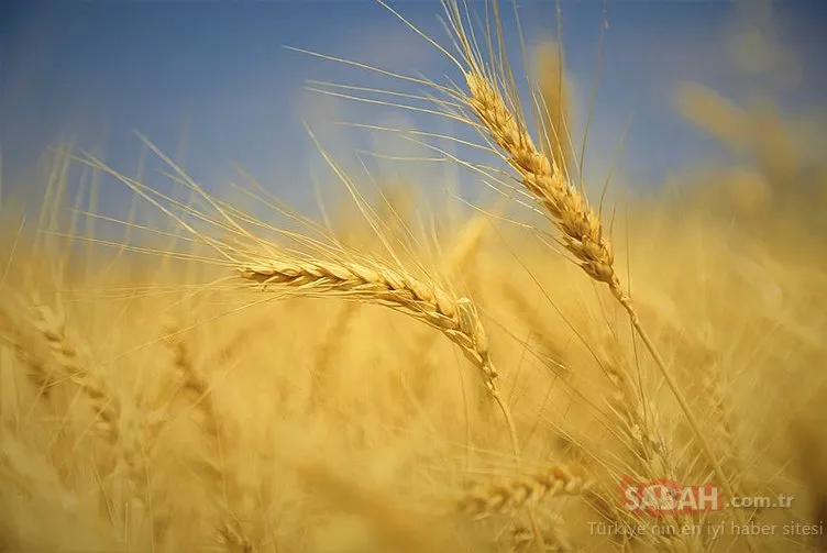 TMO ALIM FİYATLARI 2023 SON DAKİKA | Başkan Erdoğan açıkladı! Toprak Mahsülleri Ofisi – TMO arpa ve buğday alım fiyatları ne kadar, kaç TL oldu?