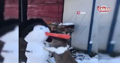 İstanbul’da kardan adamın havuçtan burnunu yiyen tavşan görenleri gülümsetti | Video