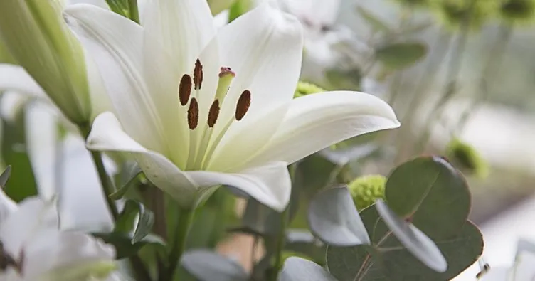 Lilyum Çiçeği Anlamı: Beyaz Lilyum Çiçeği Ne Anlama Gelir, Ne Demek?
