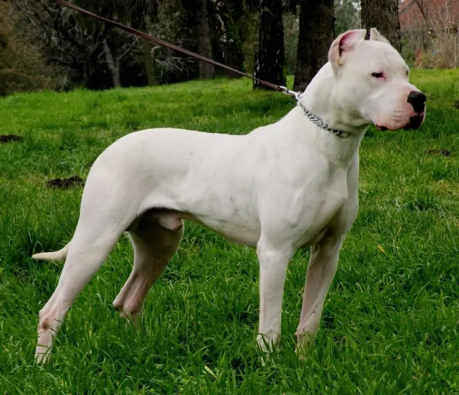 Dünyanın en güçlü 15 köpeği Son Dakika Haberler