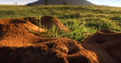 İnanılmaz olay! Karınca yuvasına beton döküldü şoke eden gerçek ortaya çıktı