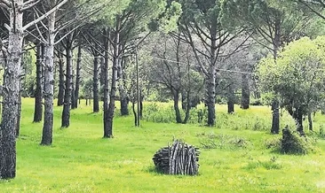 Kozak Yaylası kurtuldu