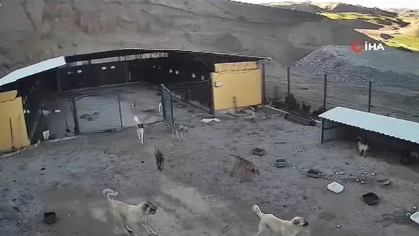 Adıyaman'da pitbull dehşeti! Kafesi parçaladı başka bir köpeği boğarak öldürdü! | Video