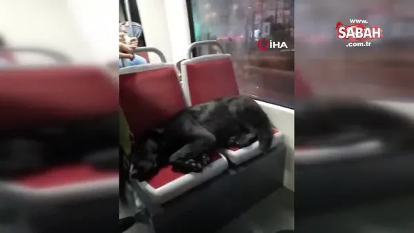 Tramvayın sevimli yolcusu uyuyarak İstanbul turu attı | Video