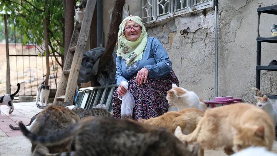 70 kediye birden bakıyor! Kedilerin annesi Nuriye Teyze: Elimde avucumda olanı bunlara yediriyorum