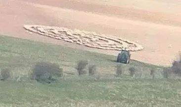 Koyunlar uçan daire oldular