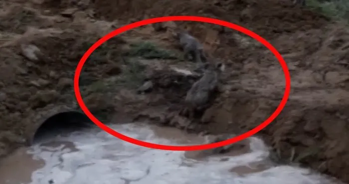 Sivas’ta sulama kanalından aniden çıkan ’kurt yavruları’ şaşkınlık yaşattı | Video